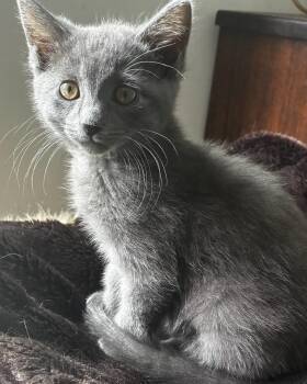 Hopey -  Domestic Short Hair Cat for Adoption in San Francisco, California - Hopey | PetCurious