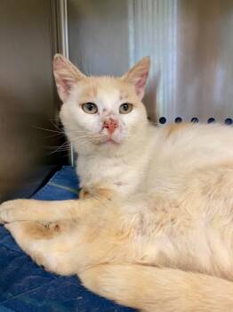 Rescue Domestic Short Hair Cats for Adoption in West Union, Ohio - Cheeto | PetCurious