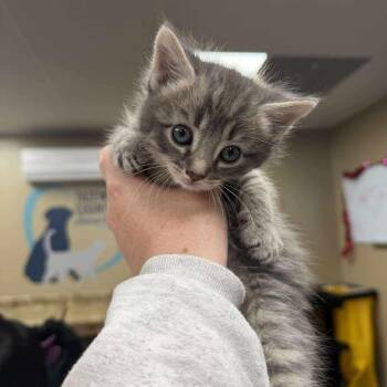 Domestic Long Hair Cats Available for Adoption - Ryder In Taneytown, MD | PetCurious