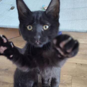 Lentil -  Domestic Short Hair Cat for Adoption in Bountiful, Utah - Lentil | PetCurious