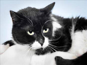 TRIXIE -  Domestic Medium Hair Cat for Adoption in Loveland, Colorado - TRIXIE | PetCurious