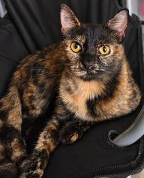 Amber -  Domestic Short Hair Cat for Adoption in Houston, Texas - Amber | PetCurious