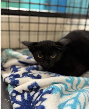 Rescue Domestic Short Hair Cats for Adoption in Chicago, Illinois - Binx | PetCurious