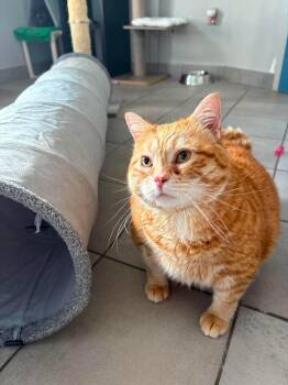 PARKER -  Domestic Short Hair Cat for Adoption in Delson, Quebec - PARKER | PetCurious