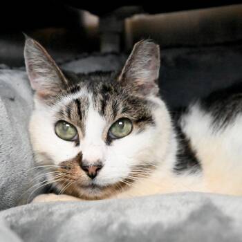 Snow -  Domestic Short Hair Cat for Adoption in West Palm Beach, Florida - Snow | PetCurious