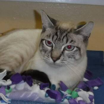 Rescue Siamese Cats for Adoption in Hoquiam, Washington - Carson - Sweet And Quiet | PetCurious