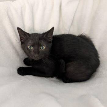 Jacquimo -  Domestic Short Hair Cat for Adoption in Lake Orion, Michigan - Jacquimo | PetCurious