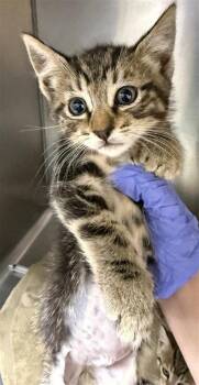 A226969 -  Domestic Short Hair Cat for Adoption in Woodland, California - A226969 | PetCurious