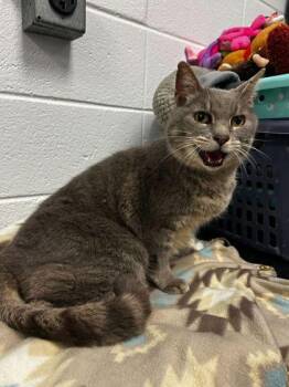 Domestic Short Hair Cats Available for Adoption in Spruce Pine, North Carolina - Morpheus | PetCurious