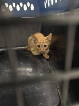 Reno 1273-26 -  Domestic Short Hair Cat for Adoption in Cumming, Georgia - Reno 1273-26 | PetCurious