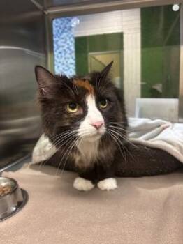 Lola -  Domestic Long Hair and Domestic Short Hair Cat for Adoption in Fort Worth, Texas - Lola | PetCurious