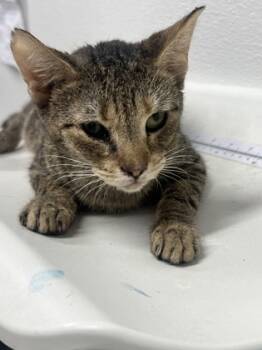 Rescue Domestic Short Hair Cats for Adoption in West Chester, Pennsylvania - Beyonce | PetCurious