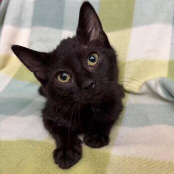 Panini -  Domestic Short Hair Cat for Adoption in Starkville, Mississippi - Panini | PetCurious