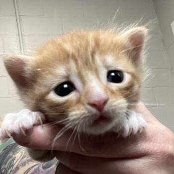 Luke -  Domestic Short Hair Cat for Adoption in Hinesville, Georgia - Luke | PetCurious
