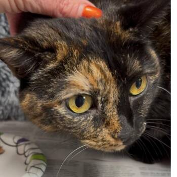 Rescue Domestic Short Hair and Tortoiseshell Cats for Adoption in North Kingstown, Rhode Island - Cassie | PetCurious