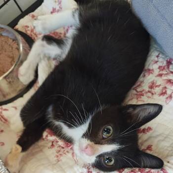 Bert -  Domestic Short Hair Cat for Adoption in Bentonville, Arkansas - Bert | PetCurious
