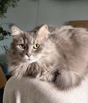 Domestic Long Hair Cats Available for Adoption - Bella | PetCurious