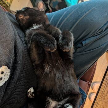 Domestic Short Hair Cats Available for Adoption in Portland, Oregon - Indy | PetCurious