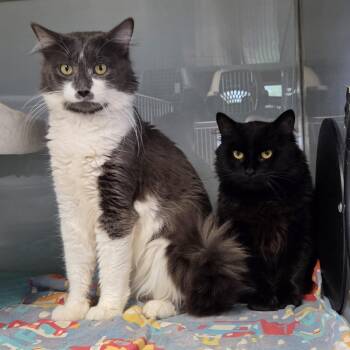 Aphid and Weevil -  Domestic Short Hair Cat for Adoption in Midland, Michigan - Aphid And Weevil | PetCurious