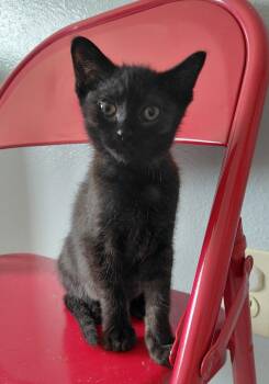 Domestic Short Hair Cats Available for Adoption in Montello, Wisconsin - Vienna | PetCurious