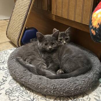 Dorian -  Domestic Short Hair Cat for Adoption in Johnstown, Pennsylvania - Dorian | PetCurious