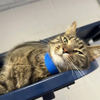 Crouton -  Domestic Short Hair Cat for Adoption in Fairport, New York - Crouton | PetCurious