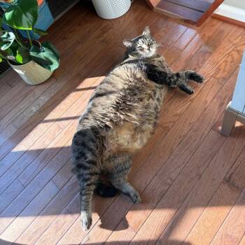 Stevie Nicks in Frederick, MD - Fee Sponsored -  Domestic Short Hair Cat for Adoption - Stevie Nicks In Frederick, MD - Fee Sponsored | PetCurious