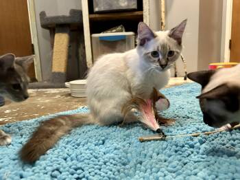 Winnie -  Ragdoll and Siamese Cat for Adoption in Mission Viejo, California - Winnie | PetCurious