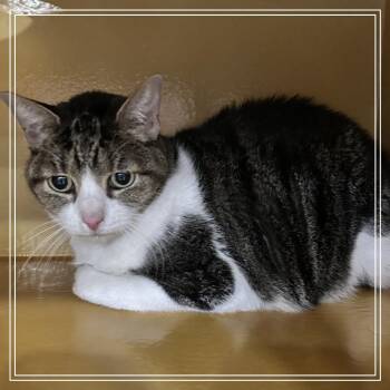 FWT Bella -  Domestic Short Hair Cat for Adoption in Midland, Texas - FWT Bella | PetCurious