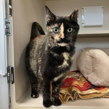 Domestic Short Hair Cats Available for Adoption in Eatontown, New Jersey - Rosita | PetCurious