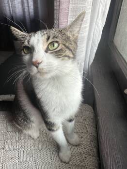 Rescue Domestic Short Hair Cats for Adoption in Fishers, Indiana - Showgirl | PetCurious