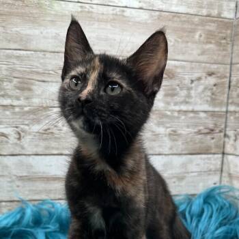Judy Garland -  Domestic Short Hair Cat for Adoption in Lexington, Kentucky - Judy Garland | PetCurious