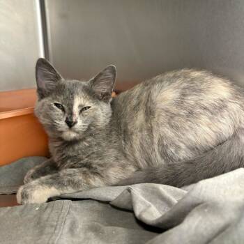 Rescue Domestic Short Hair Cats for Adoption in Carencro, Louisiana - Mophelia | PetCurious