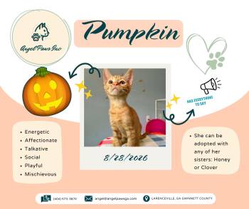 Pumpkin -  Tabby Cat for Adoption in Lawrenceville, Georgia - Pumpkin | PetCurious