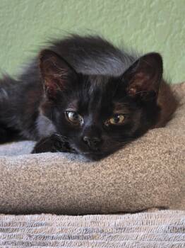 Franklin -  Domestic Medium Hair Cat for Adoption in Glendale, Arizona - Franklin | PetCurious