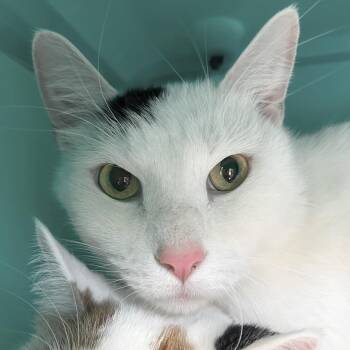 Rescue Domestic Short Hair Cats for Adoption in Jefferson, Wisconsin - Smokie - Reduced Fee! | PetCurious