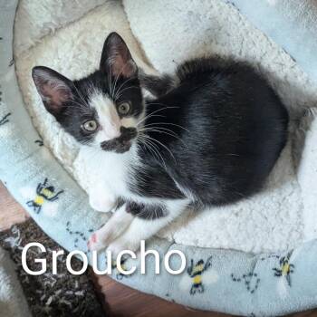 Groucho -  Domestic Short Hair Cat for Adoption in Ashland, Virginia - Groucho | PetCurious