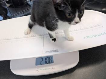 Addie -  Domestic Short Hair Cat for Adoption in Adrian, Michigan - Addie | PetCurious