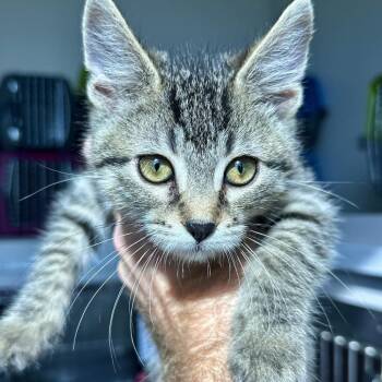 Carissa -  Domestic Short Hair Cat for Adoption in Matteson, Illinois - Carissa | PetCurious