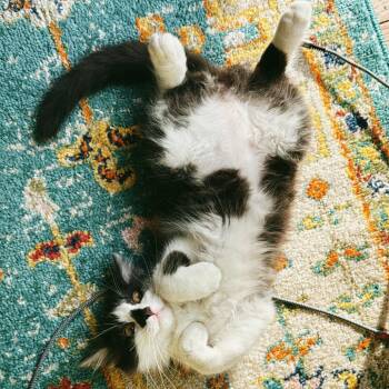 Domestic Long Hair Cats Available for Adoption - Pearl | PetCurious