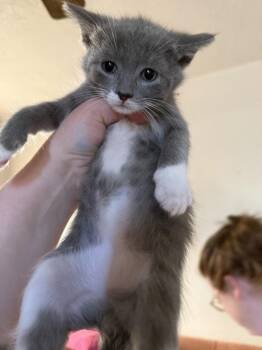 Domestic Medium Hair Cats Available for Adoption - Brandon | PetCurious