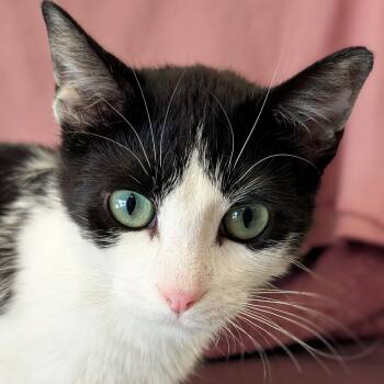 Magpie -  Domestic Short Hair Cat for Adoption in Jefferson, Wisconsin - Magpie | PetCurious