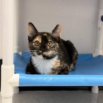 Angelica Pickles -  Domestic Short Hair Cat for Adoption in Sunnyvale, California - Angelica Pickles | PetCurious
