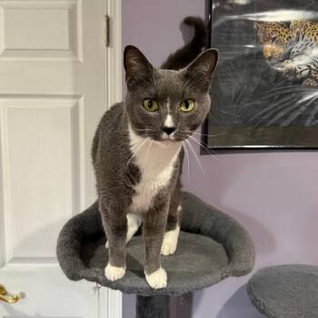 Goose -  Domestic Short Hair Cat for Adoption in Gibsonia, Pennsylvania - Goose | PetCurious