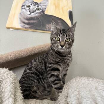 Freddo -  Tabby Cat for Adoption in Sacramento, California - Freddo | PetCurious