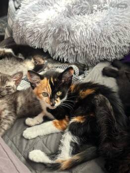 Piper -  Calico Cat for Adoption in Vancouver, Washington - Piper | PetCurious