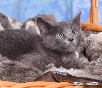Domestic Short Hair Cats Available for Adoption in Pittsboro, North Carolina - Freddy | PetCurious