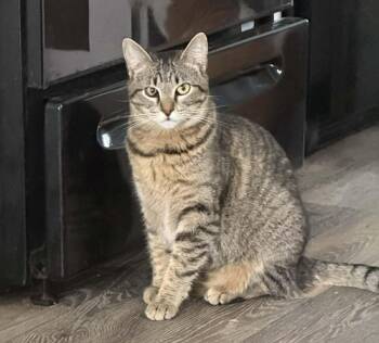 Domestic Short Hair Cats Available for Adoption - Kittens-Twins! | PetCurious