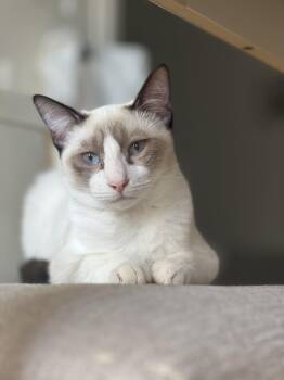 Rescue Siamese and Domestic Short Hair Cats for Adoption in Tustin, California - Sweet Potato | PetCurious