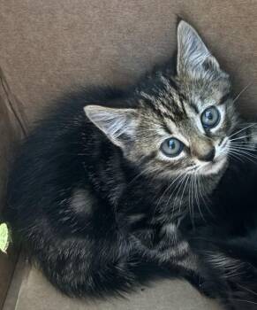 Domestic Short Hair Cats Available for Adoption in Lawrenceville, Georgia - If3 | PetCurious